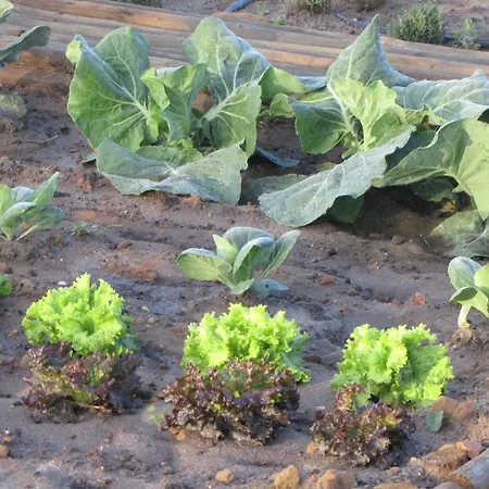 Entre Vinhas & Mar Gospodarstwo agroturystyczne *