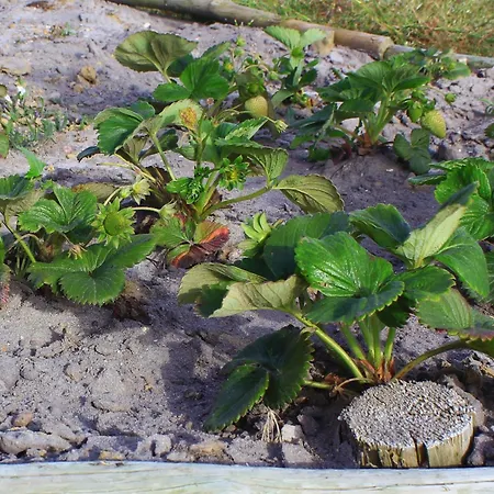 Entre Vinhas & Mar * Óbidos