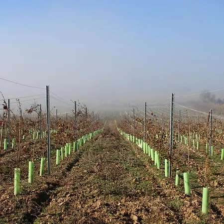 Bauernhof Entre Vinhas & Mar Óbidos