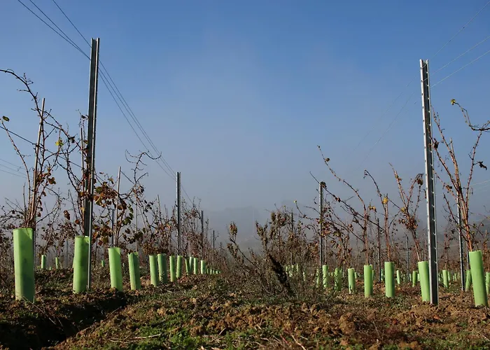 Entre Vinhas & Mar *