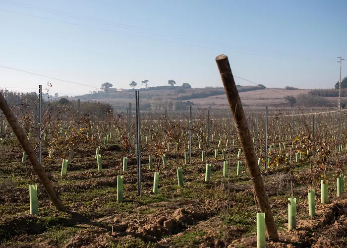 Κατάλυμα σε φάρμα Entre Vinhas & Mar *
